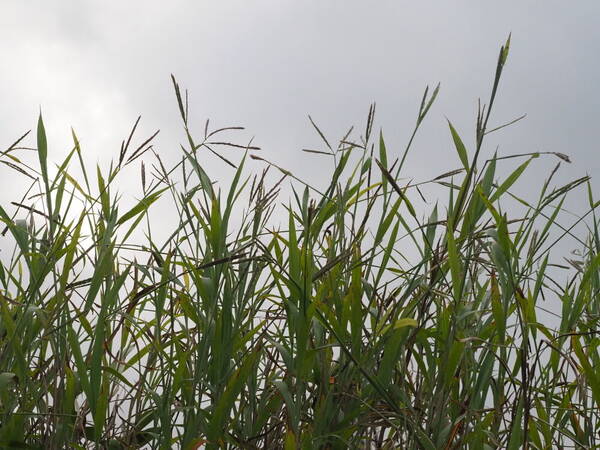 Ischaemum polystachyum Habit