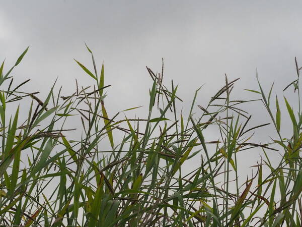 Ischaemum polystachyum Habit