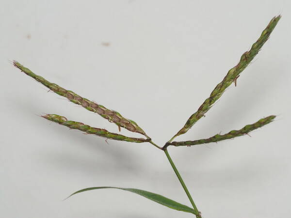 Ischaemum polystachyum Inflorescence