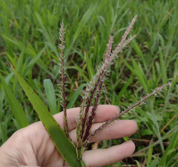 Ischaemum polystachyum Inflorescence