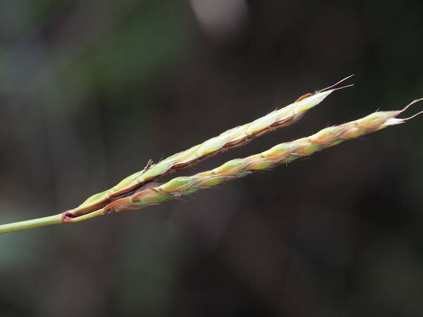 Ischaemum polystachyum Inflorescence