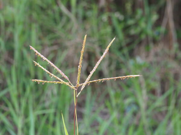 Ischaemum polystachyum Inflorescence