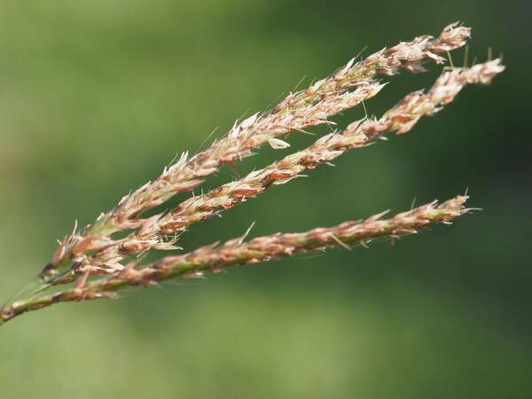 Ischaemum polystachyum Inflorescence