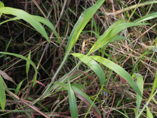 Ischaemum polystachyum Plant