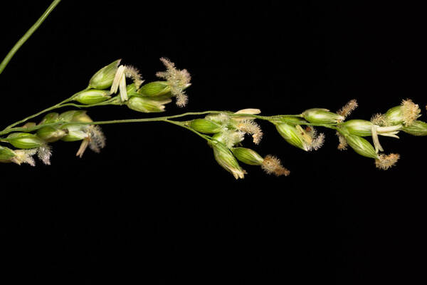 Janochloa antidotale Spikelets