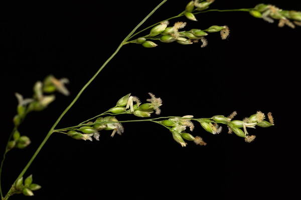 Janochloa antidotale Spikelets