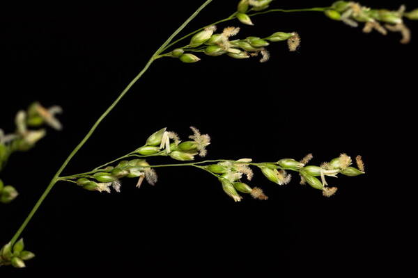 Janochloa antidotale Spikelets