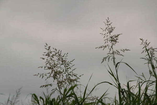 Janochloa antidotale Habit