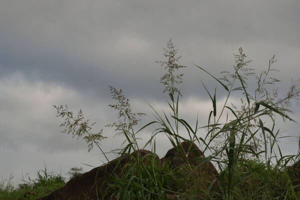 Janochloa antidotale Habit