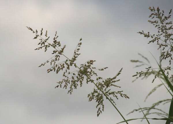 Janochloa antidotale Inflorescence