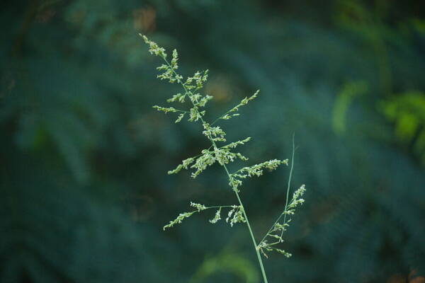 Janochloa antidotale Inflorescence