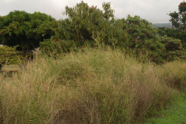 Janochloa antidotale Landscape