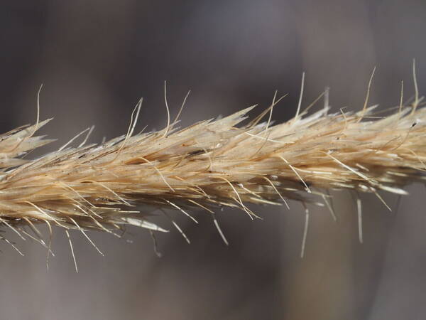 Koeleria glomerata Spikelets