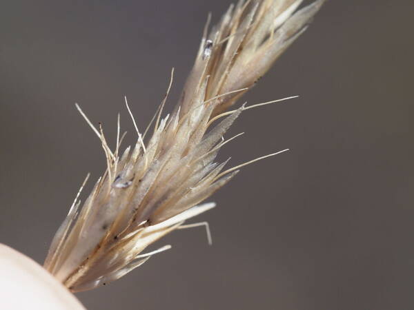 Koeleria glomerata Spikelets