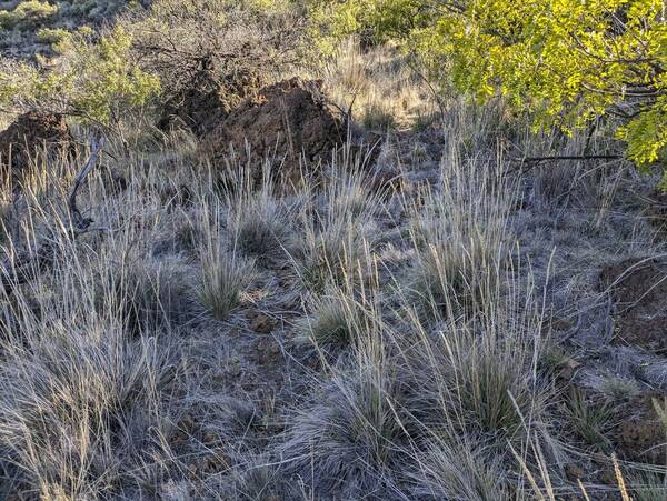 Koeleria glomerata Habit