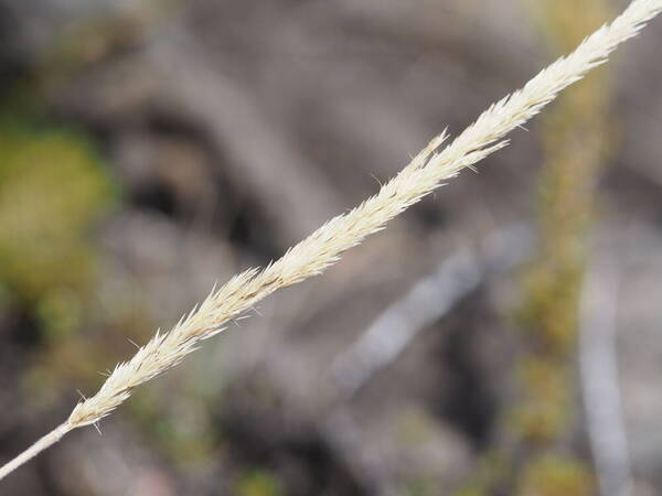 Koeleria glomerata Inflorescence