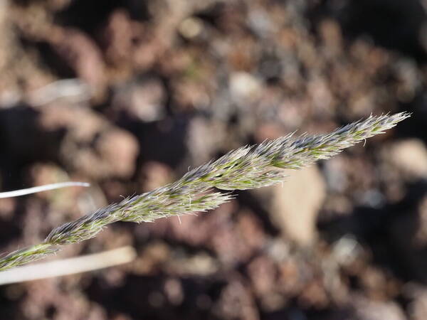 Koeleria glomerata Inflorescence