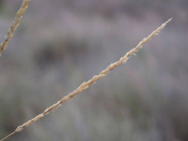 Koeleria glomerata Inflorescence