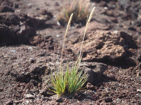 Koeleria glomerata Plant