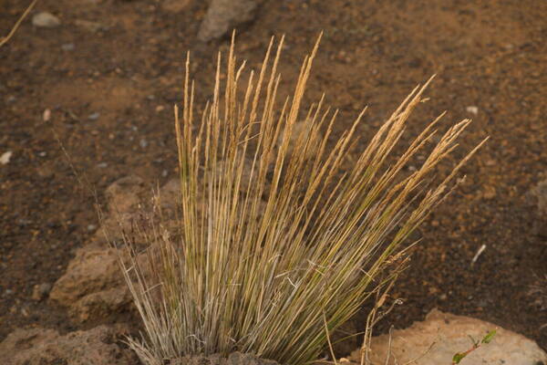 Koeleria glomerata Plant