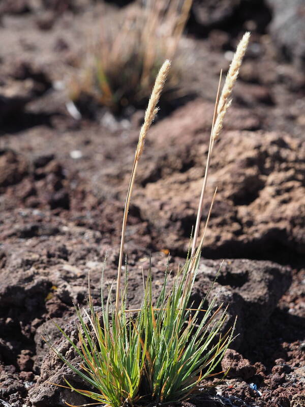 Koeleria glomerata Plant