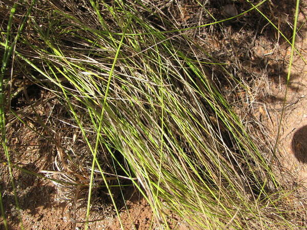 Koeleria inaequalis Plant