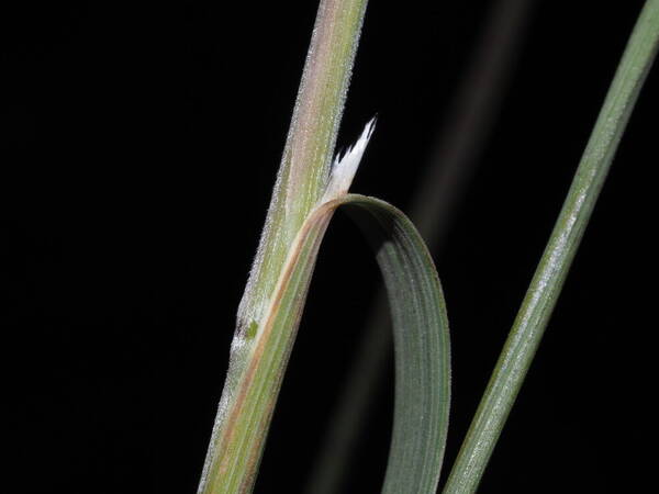 Koeleria macrantha Collar