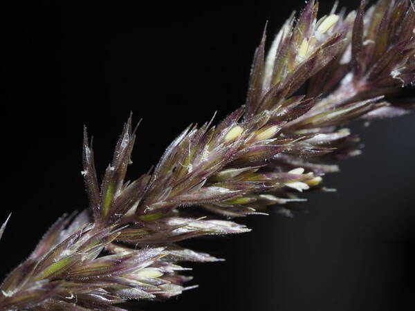 Koeleria macrantha Spikelets