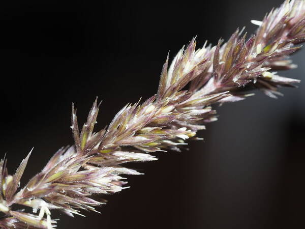 Koeleria macrantha Spikelets