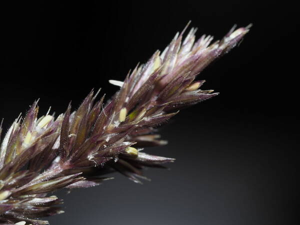 Koeleria macrantha Spikelets