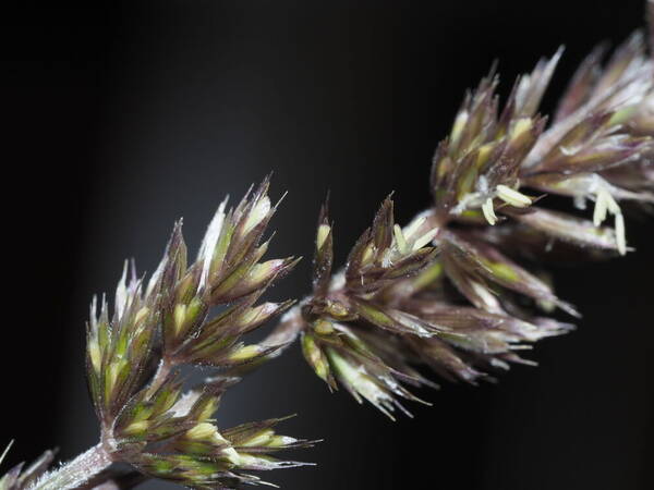 Koeleria macrantha Spikelets