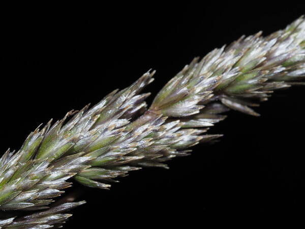 Koeleria macrantha Spikelets