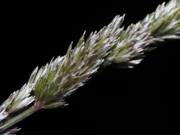 Koeleria macrantha Spikelets