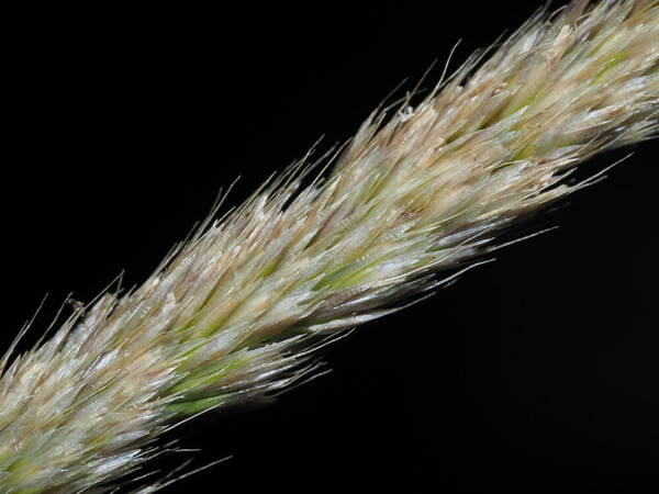 Koeleria macrantha Spikelets