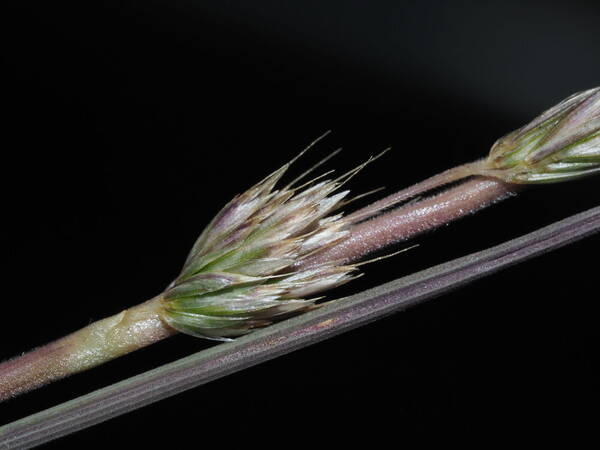 Koeleria macrantha Spikelets