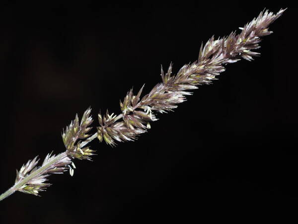 Koeleria macrantha Inflorescence