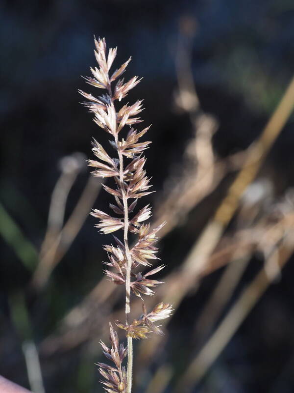 Koeleria macrantha Inflorescence