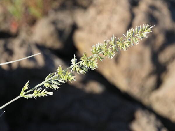 Koeleria macrantha Inflorescence