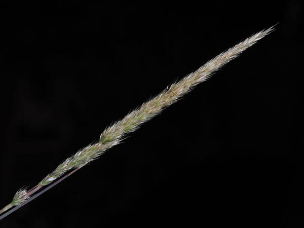 Koeleria macrantha Inflorescence