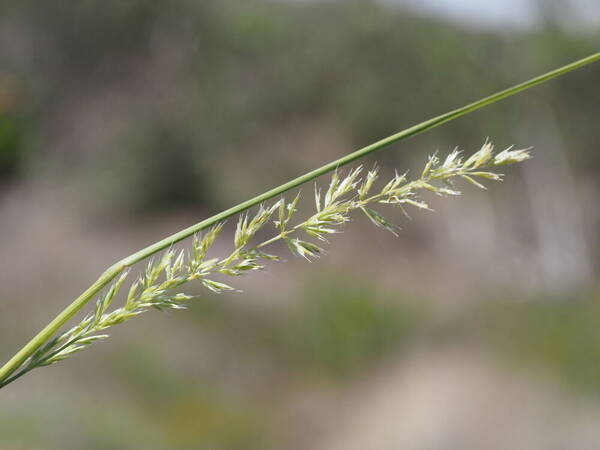 Koeleria macrantha Inflorescence