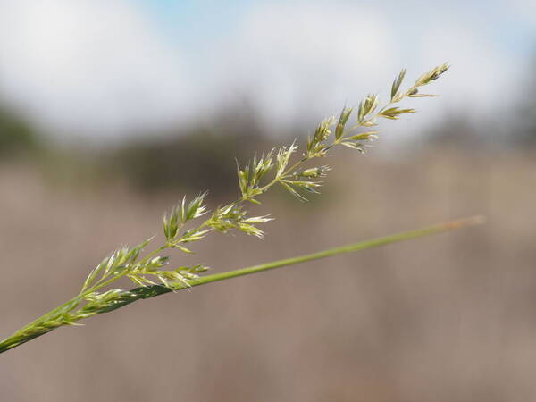 Koeleria macrantha Inflorescence