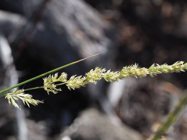 Koeleria macrantha Inflorescence