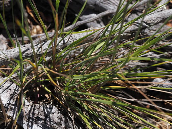 Koeleria macrantha Plant