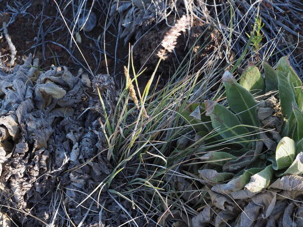 Koeleria macrantha Plant