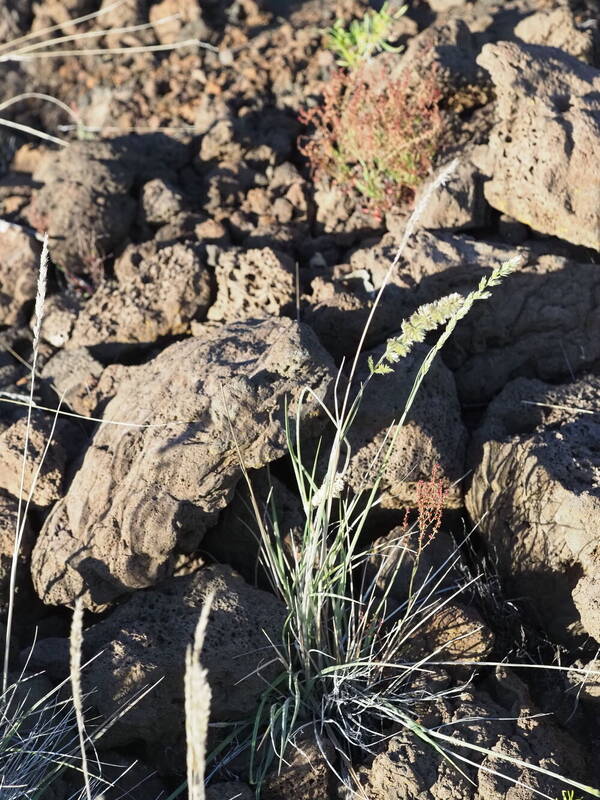 Koeleria macrantha Plant