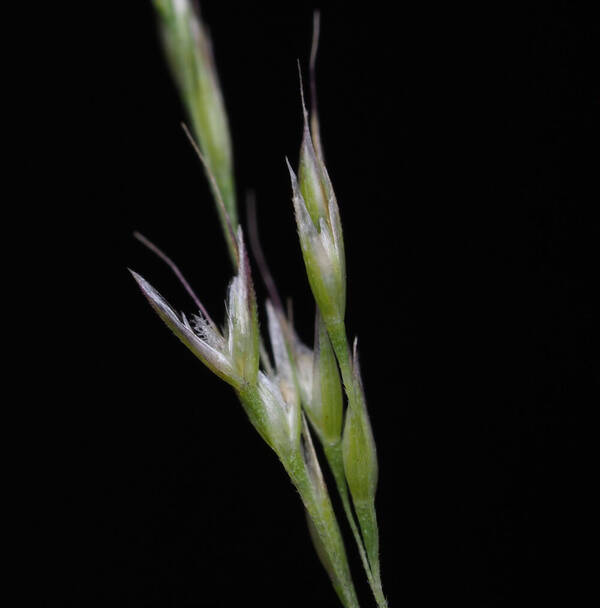 Lachnagrostis filiformis Spikelets