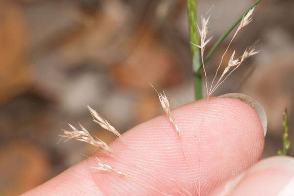 Lachnagrostis filiformis Spikelets