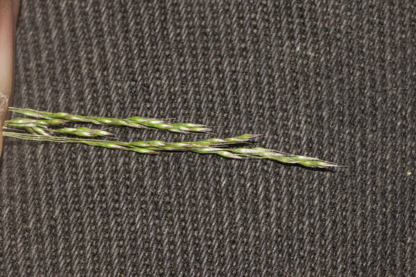 Lachnagrostis filiformis Spikelets