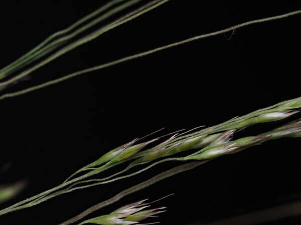 Lachnagrostis filiformis Spikelets