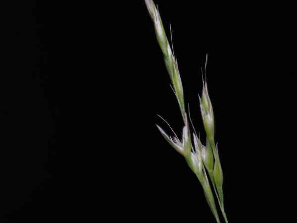 Lachnagrostis filiformis Spikelets